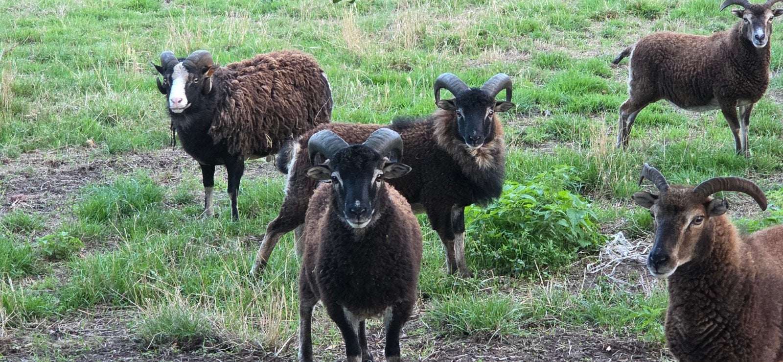 saoy schaap / lam 3 ramen, Mâle, Mouton, 0 à 2 ans