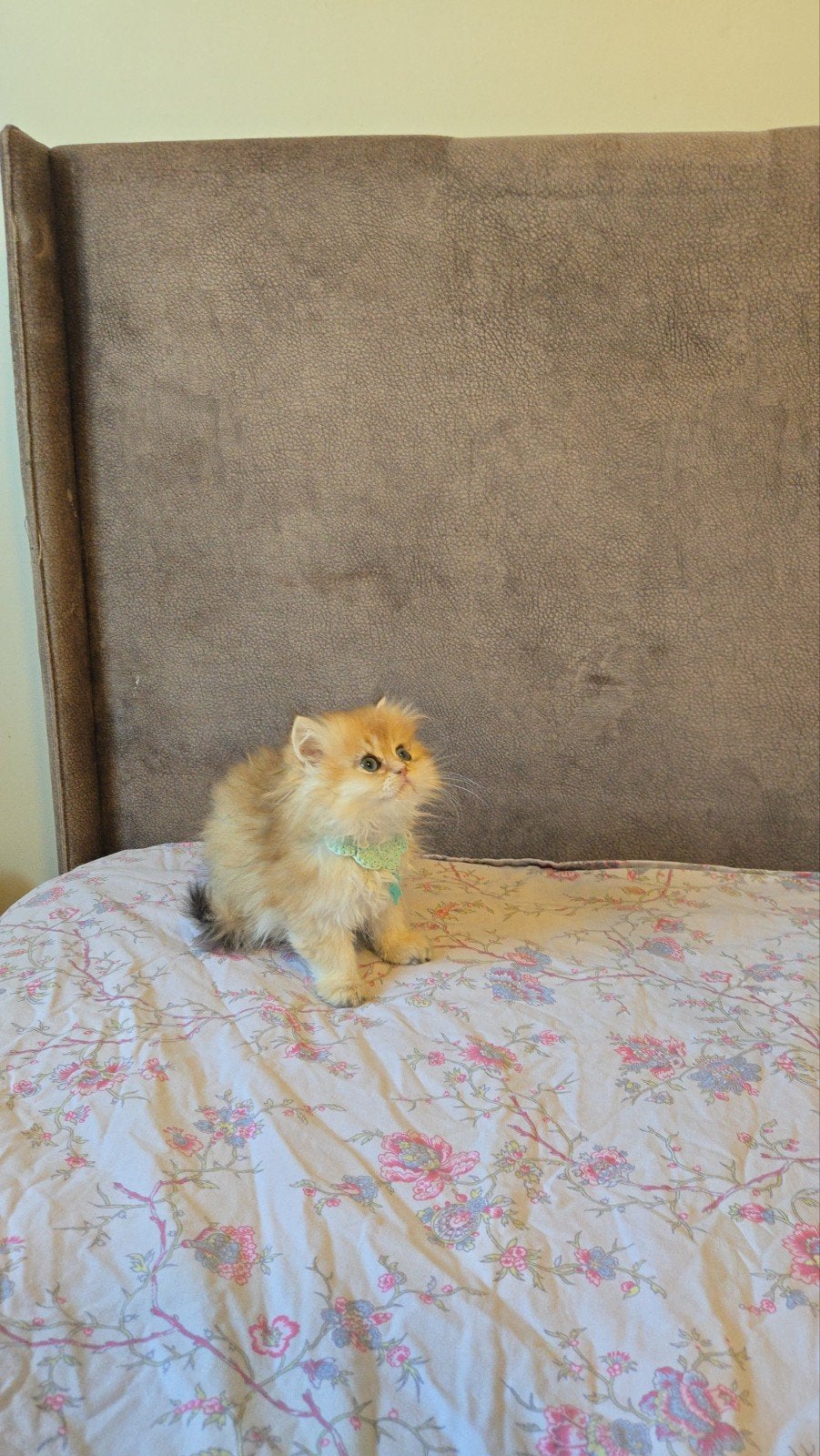 British longhair Mâle HK20233586 Petchat Frontiere