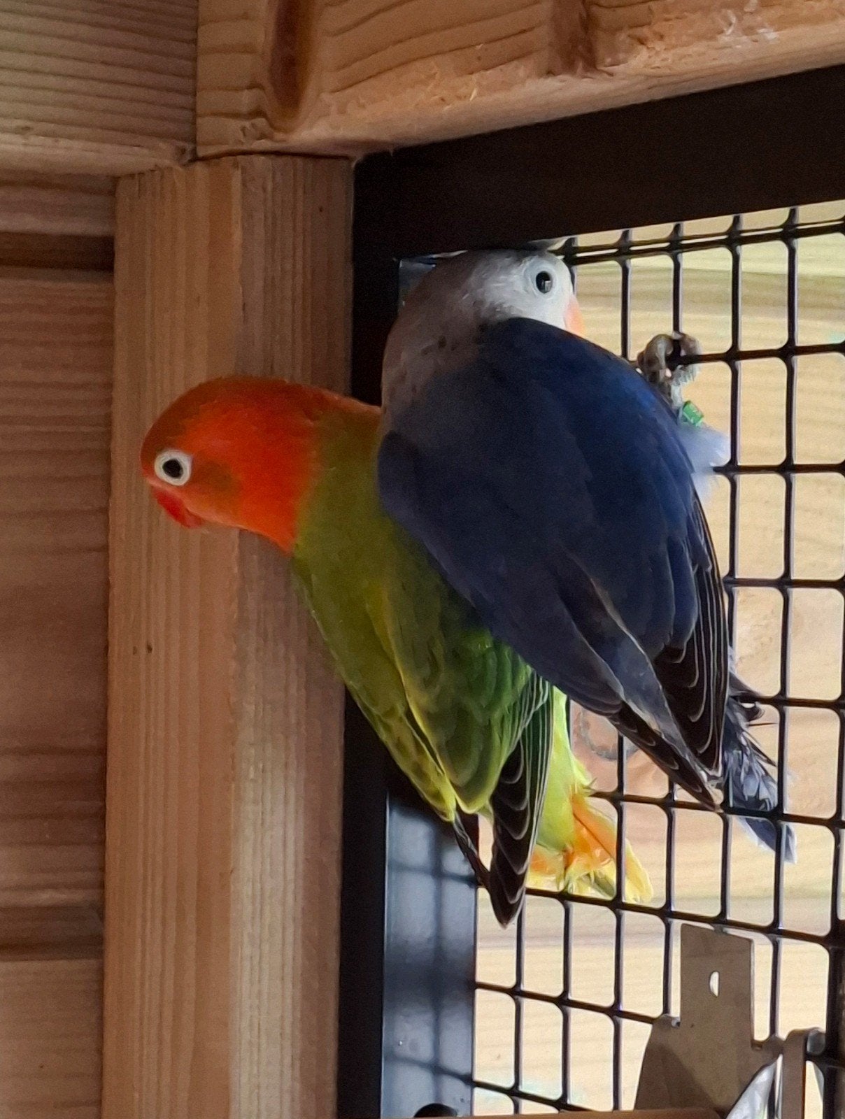 Jong koppel agapornis fisherie, Dieren en Toebehoren, Vogels | Parkieten en Papegaaien, Meerdere dieren, Geringd