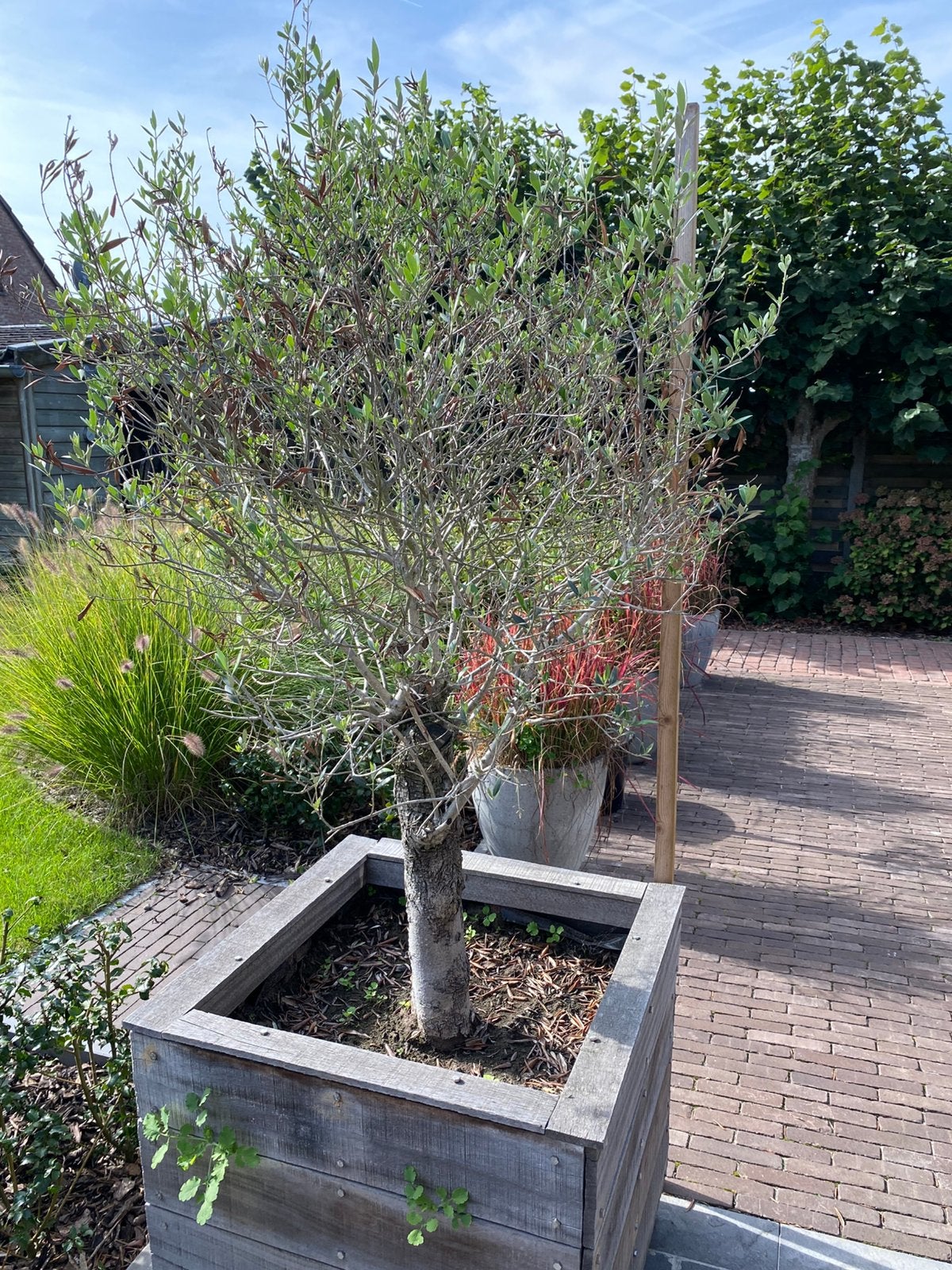 Olijfbomen 2 stuks, Tuin en Terras, 100 tot 250 cm, Olijfboom, Zomer, Ophalen