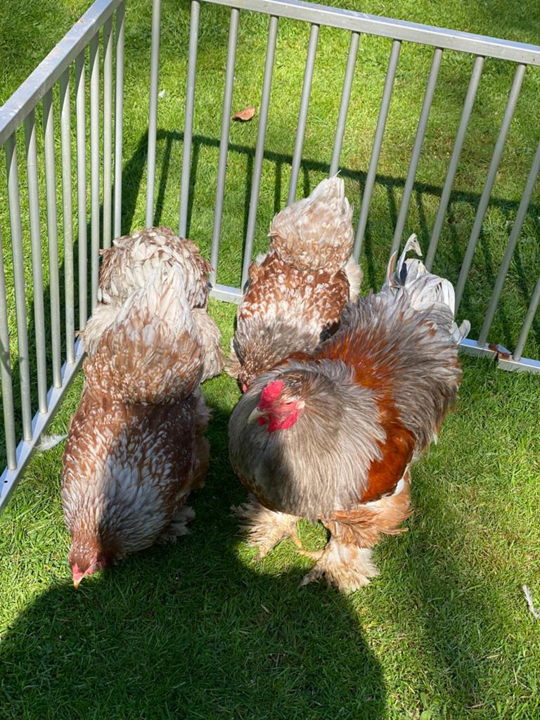 Brahma blauwroodporselein