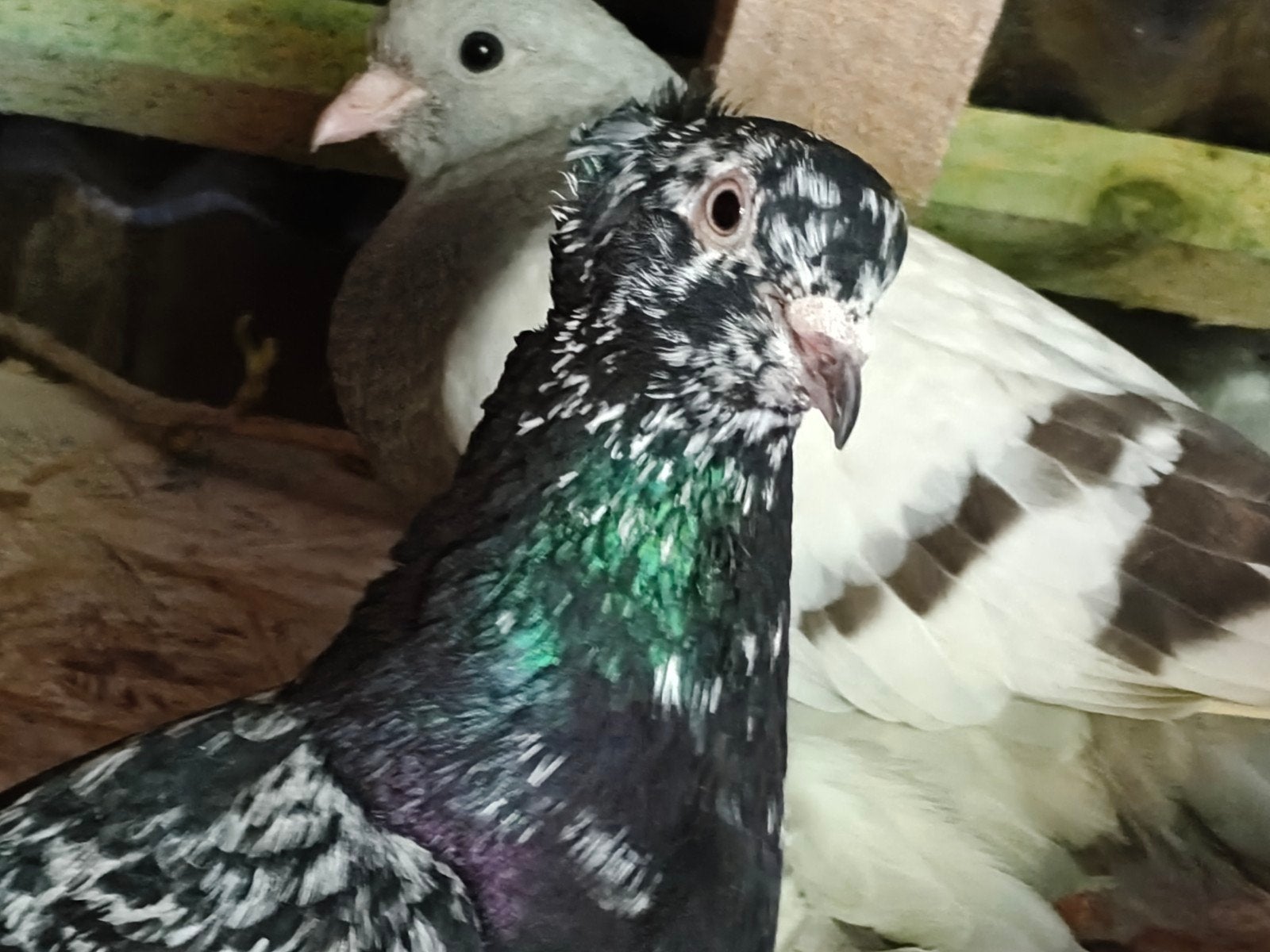 Sierduiven, Dieren en Toebehoren