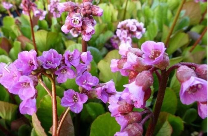 Bergenia cordifolia – Schoenlappersplant (vaste plant), Tuin en Terras, Planten | Tuinplanten, Ophalen, Lente, Vaste plant, Halfschaduw
