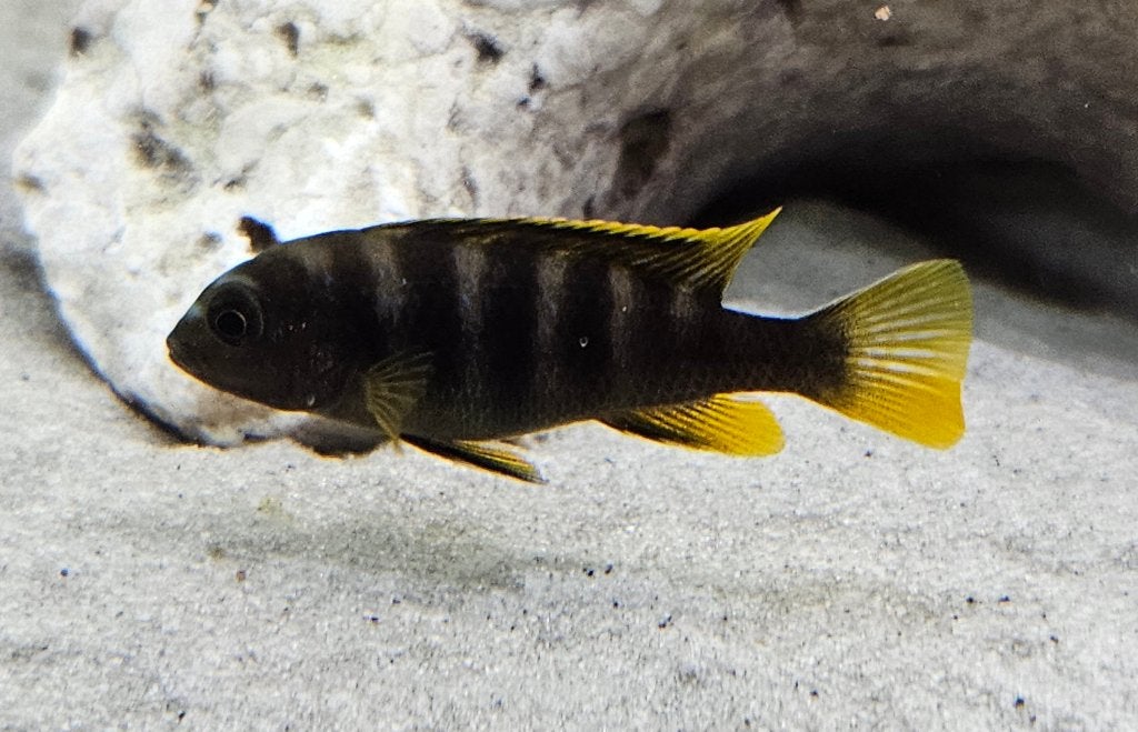 Cichlidés Labidochromis mbamba Bay Malawi, Animaux & Accessoires, Poissons | Poissons d'aquarium, Poisson, Poisson d'eau douce