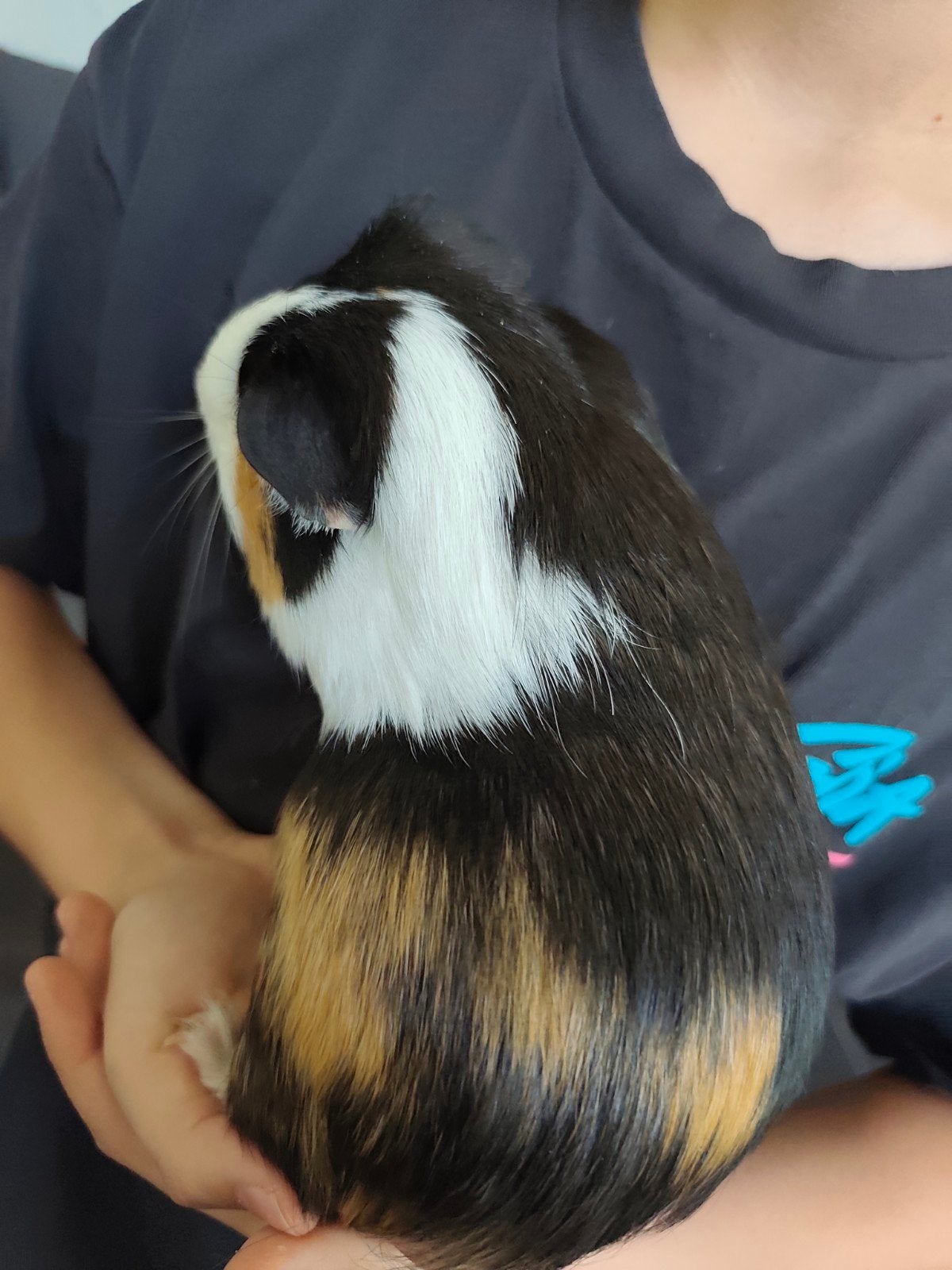 Cavia vrouwtje, Décembre, Cobaye