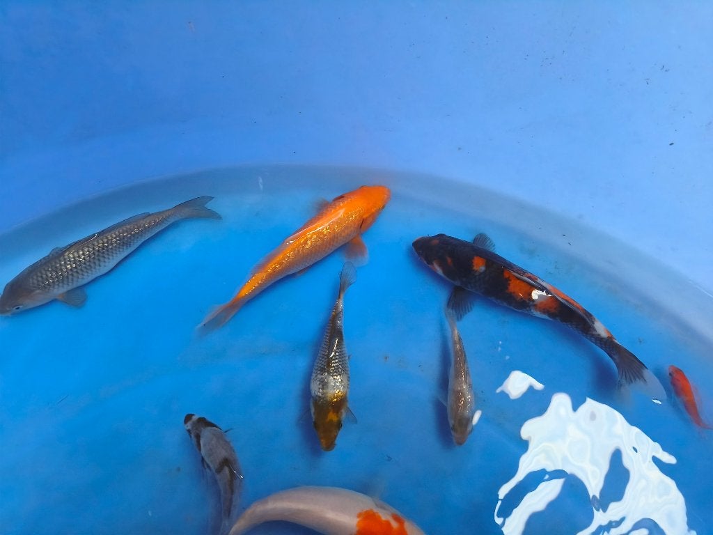 Jonge koi, Dieren en Toebehoren, Karper of Koi
