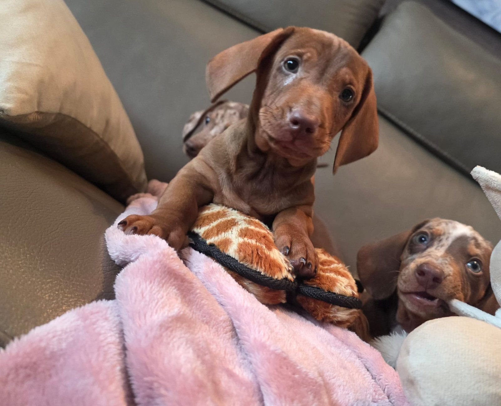 Lieve teckel pups te koop, Dieren en Toebehoren, België, Standaard, Fokker | Hobbymatig, 8 tot 15 weken