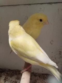 kanaries, Dieren en Toebehoren