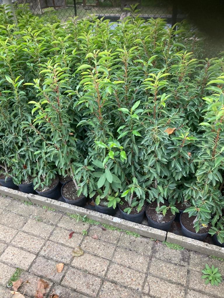 Prunus lusitanica, Tuin en Terras, Ophalen