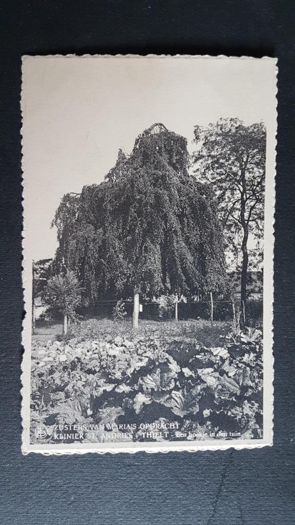Tielt Thielt Kliniek St. Andries Zusters Hoekje in de tuin, Ophalen of Verzenden, 1940 tot 1960, Ongelopen, West-Vlaanderen