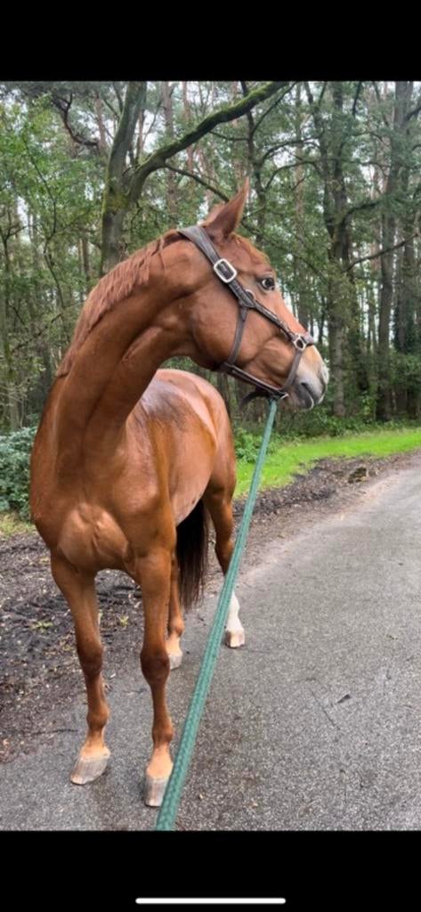 8jarige Fokmerrie/ spring-recreatie mits juiste ruiter, Dieren en Toebehoren, Merrie