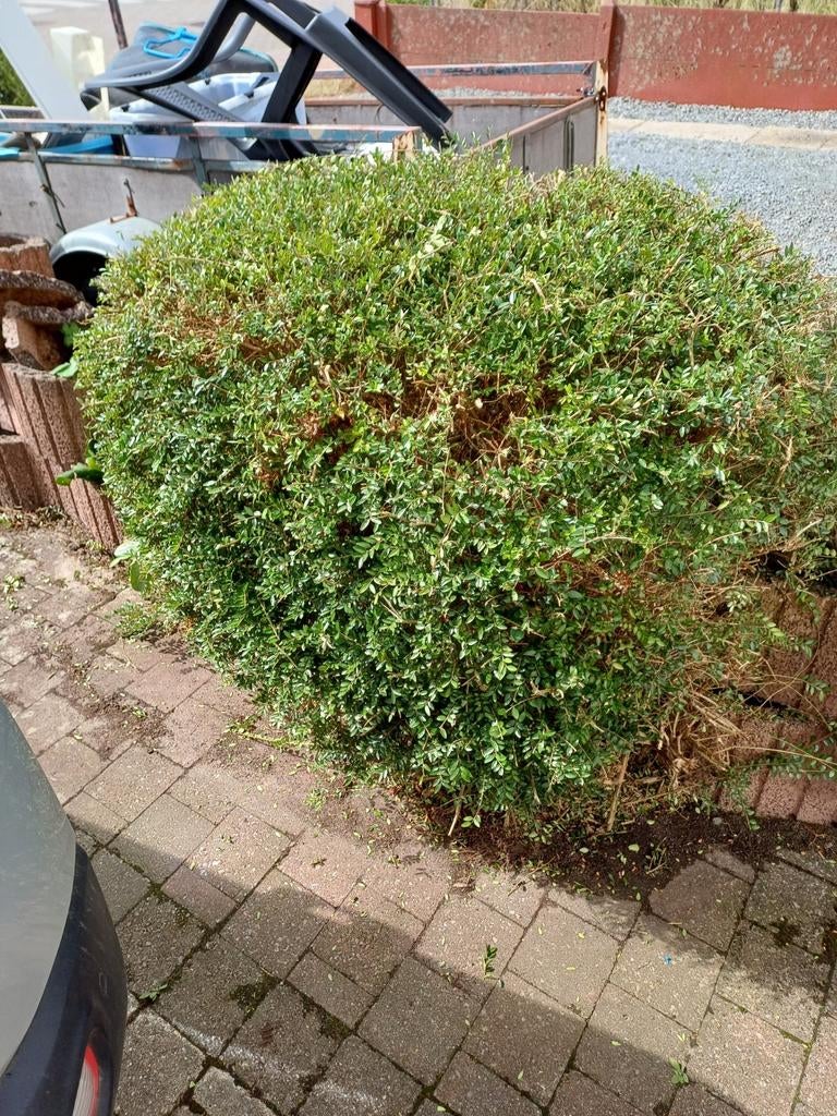 Buxus, Ophalen