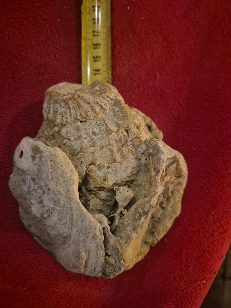 Fossiel van schaaldieren en oesters, Ophalen