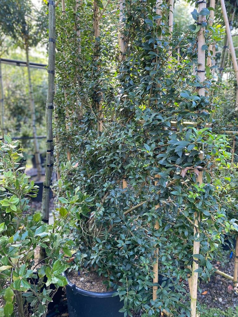 Osmanthus burkwoodii. Leiscreens met bamboescherm, Tuin en Terras, Ophalen
