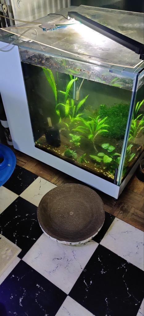 Kubus aquarium 80x80 ,, Dieren en Toebehoren, Vissen | Aquaria en Toebehoren, Ophalen