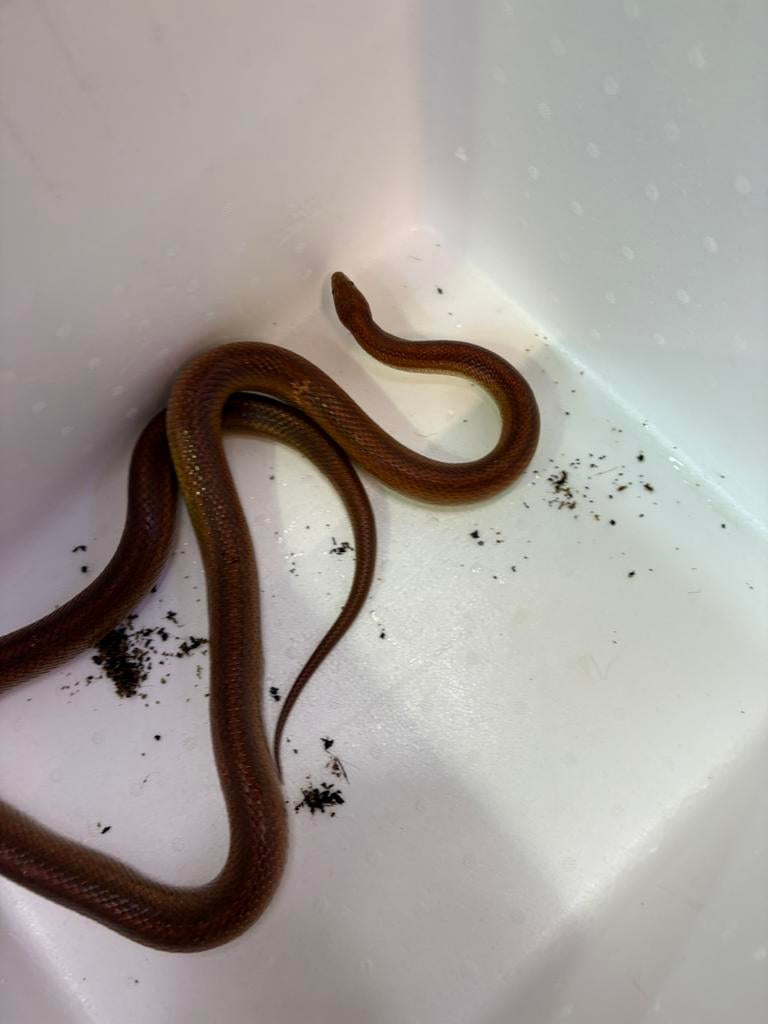 Verschillende Korenslangen, Dieren en Toebehoren, Slang, 3 tot 6 jaar