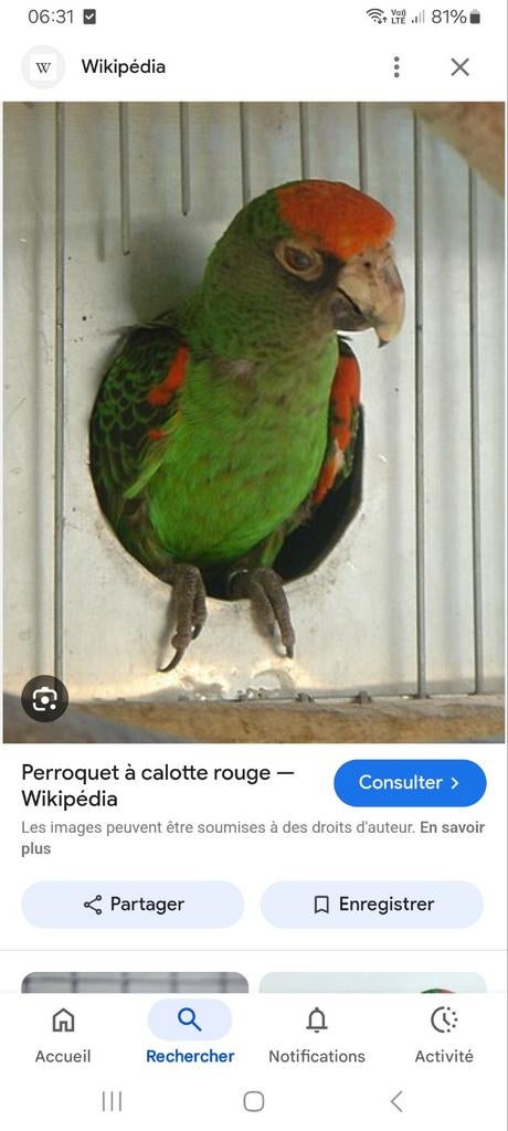 Perroquets, Dieren en Toebehoren, Vogels | Parkieten en Papegaaien