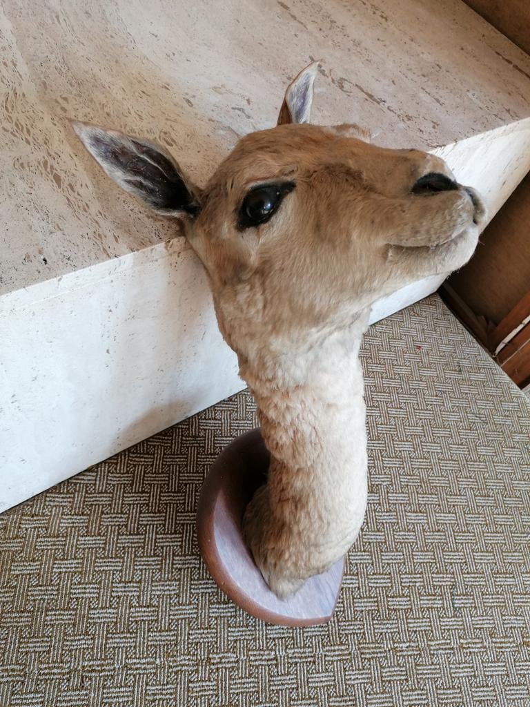 Taxidermie, vigogne en peluche (lama), Enlèvement ou Envoi, Comme neuf