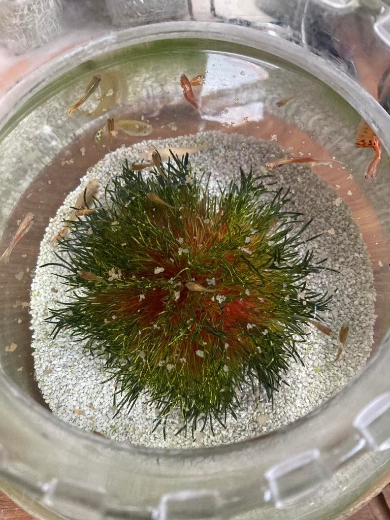Guppy visjes oranje sluierstaart, Dieren en Toebehoren, Ophalen, Nieuw