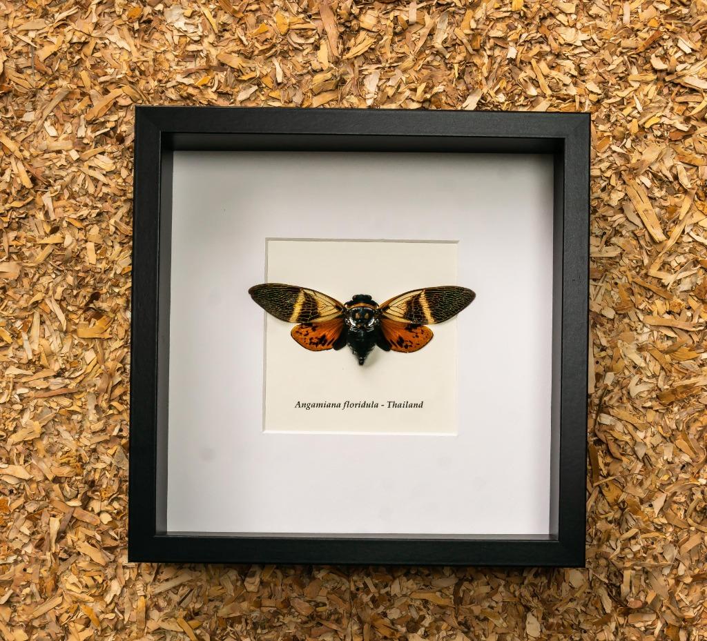 cicade in kader, Verzamelen, Ophalen of Verzenden, Nieuw, Insect, Opgezet dier