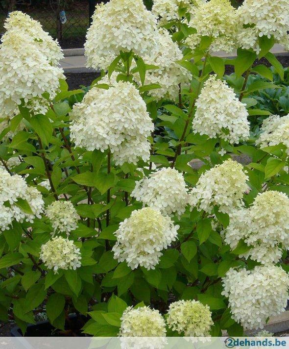 hydrangea- paniculata. limelight.hortensia .op. stam.100CM.H, Tuin en Terras, Planten | Bomen, Ophalen
