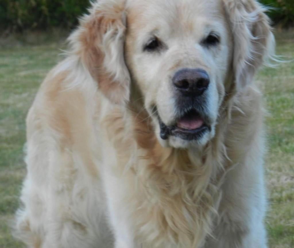 Gepassioneerde hondenliefhebber voor middel grote honden., Ophalen