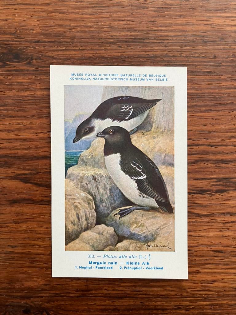 Vogels der Belgische Fauna Nr. 313 kleine alk, Verzamelen, Postkaarten | Dieren, Ophalen of Verzenden, 1940 tot 1960, Ongelopen