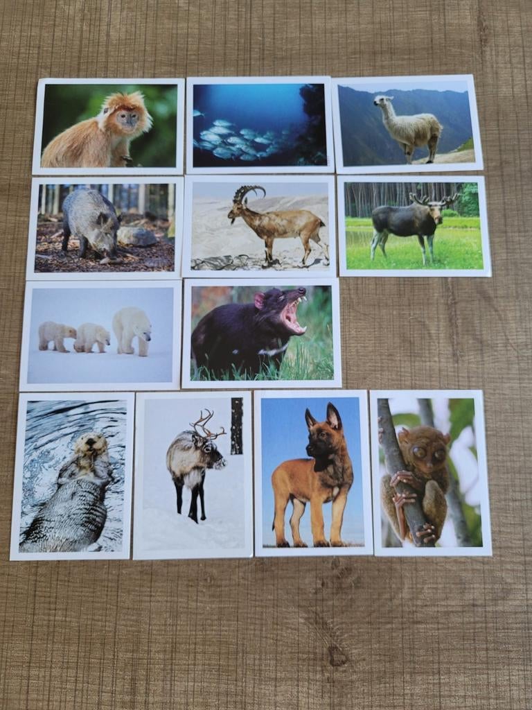 12 Panini stickers: dieren, Verzamelen, Ophalen of Verzenden, Zo goed als nieuw, Dier en Natuur