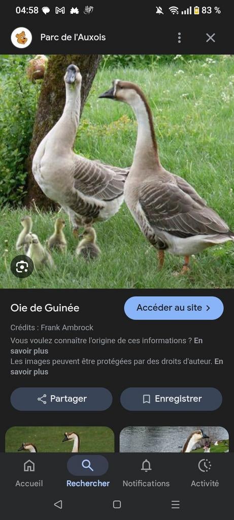 Recherche oeufs fécondés oie, Enlèvement ou Envoi
