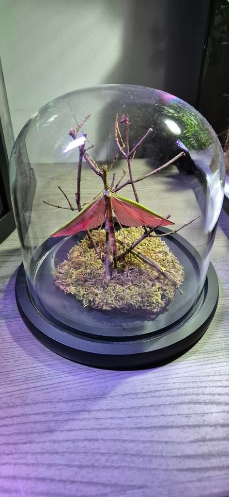 Globe avec phasmes, Animaux & Accessoires