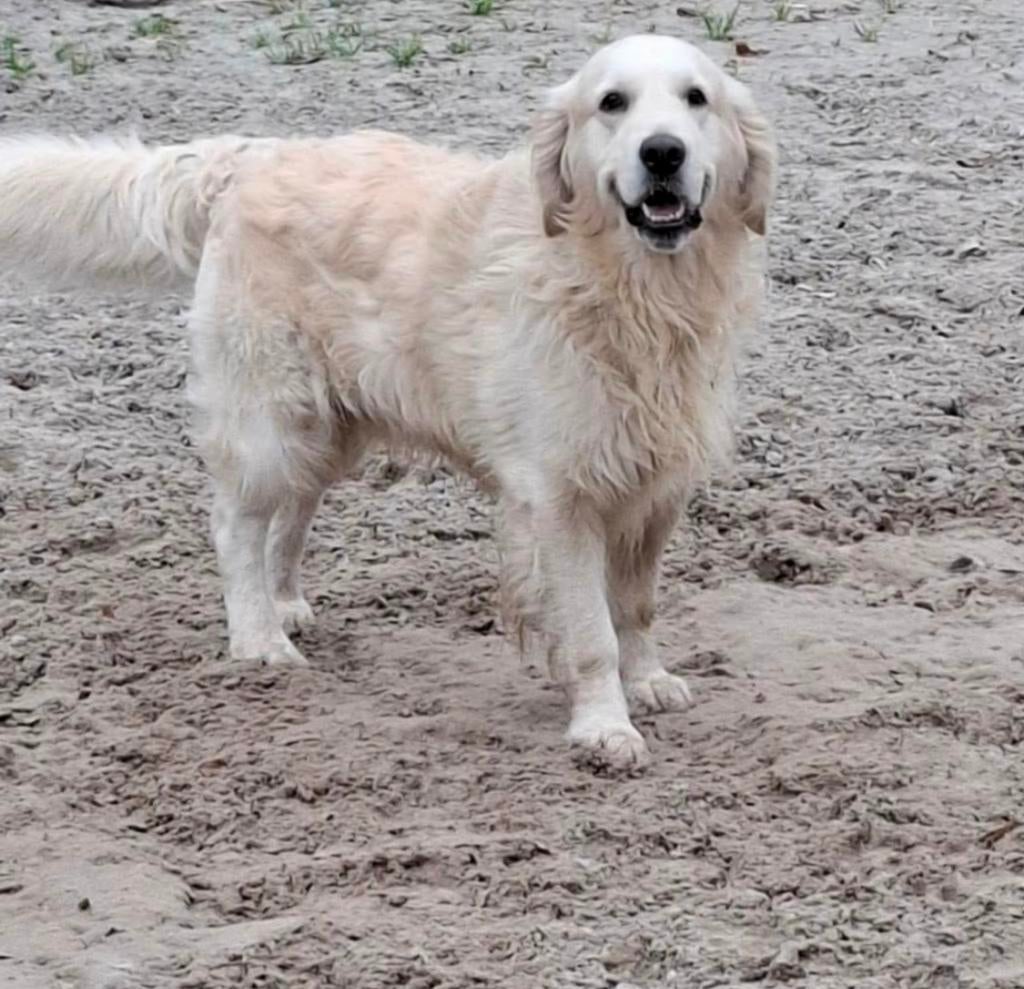 Étalon Golden Retriever avec pedigree pour saillie (stamboom, Golden retriever, Maladie de Carré (chiens), 3 à 5 ans, Chien (mâle)