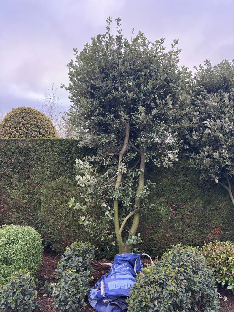 Qeurcus ilex nederlandse naam steeneik, Tuin en Terras, Planten | Bomen, Bloeit niet, Ophalen of Verzenden, 250 tot 400 cm, Volle zon