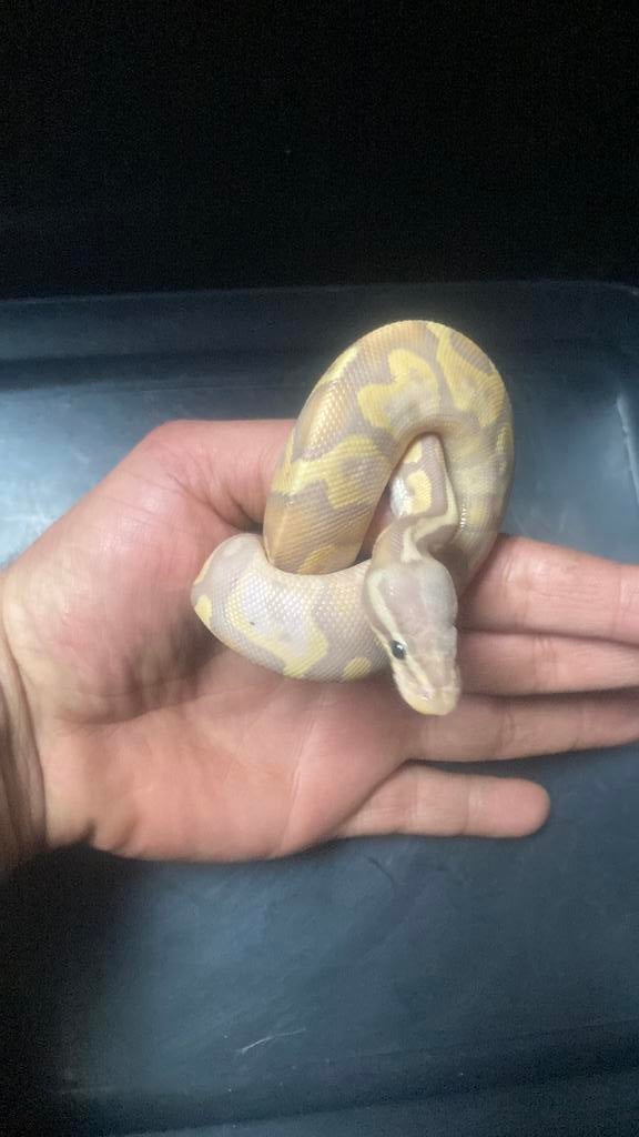 1 ball pythonen 1 boa, Serpent, Domestique, 0 à 2 ans