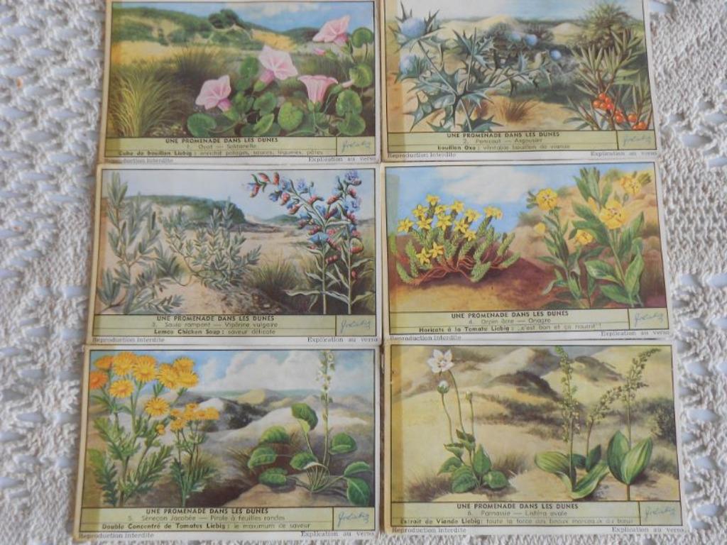 Série de 6 chromos Liebig : Une promenade dans les dunes, Enlèvement ou Envoi, Gravure, Nature, Utilisé