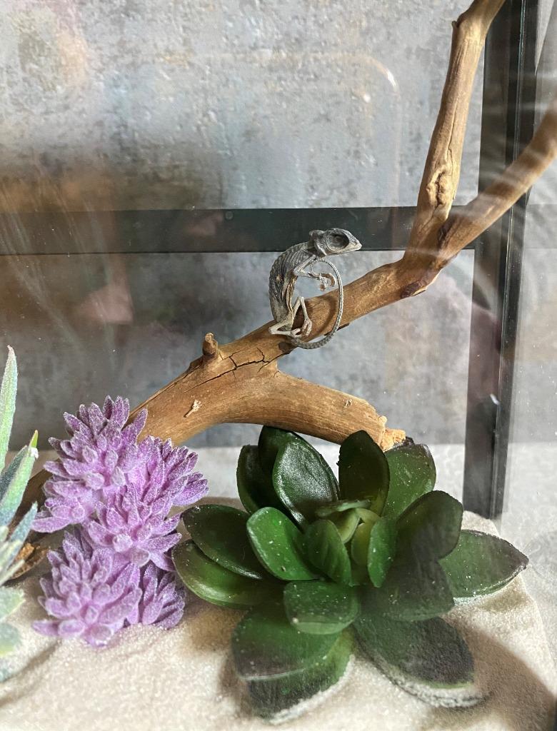 Gemummificeerde kameleon in vitrine, Verzamelen, Ophalen