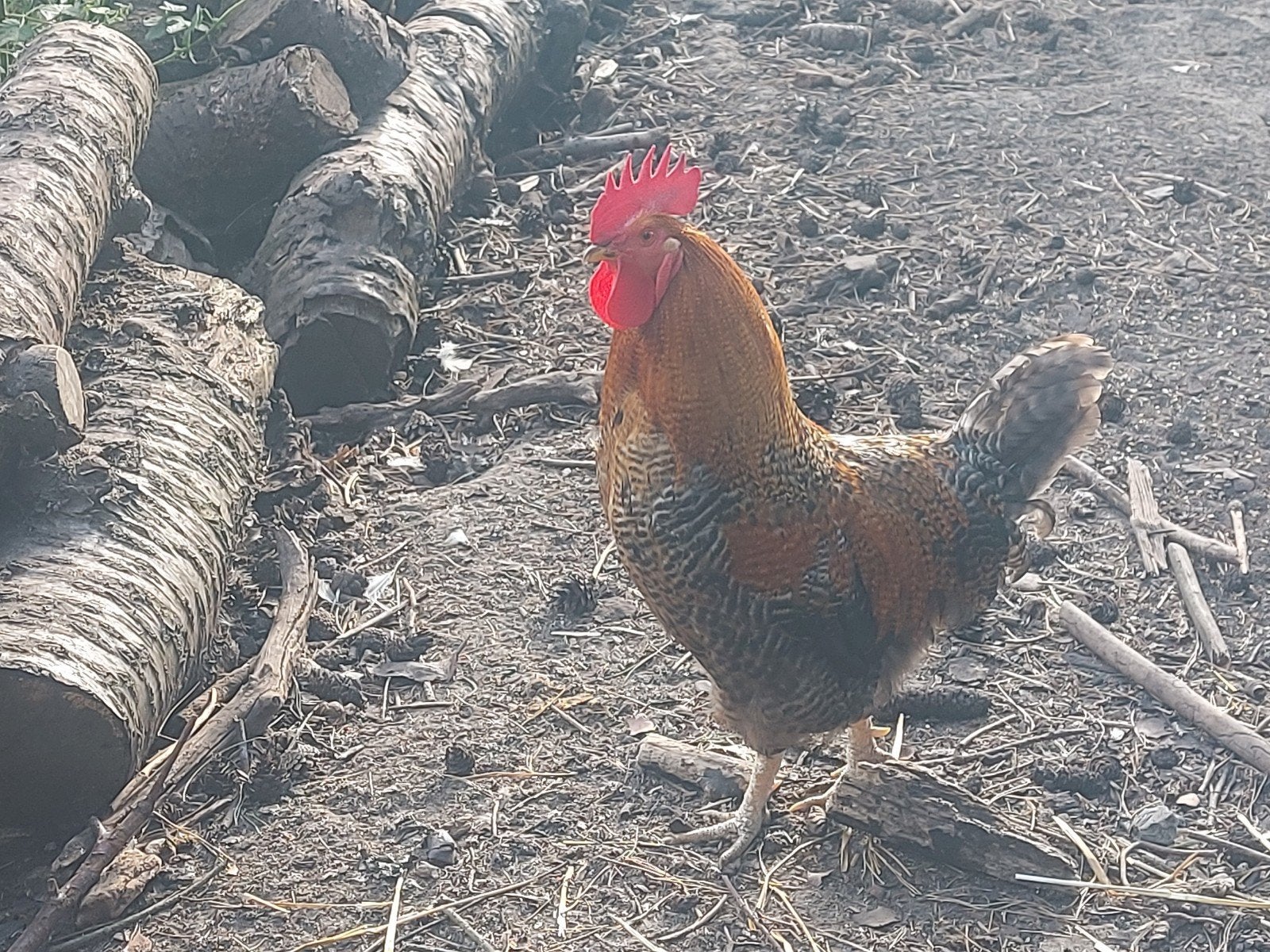 Jonge haan, Dieren en Toebehoren