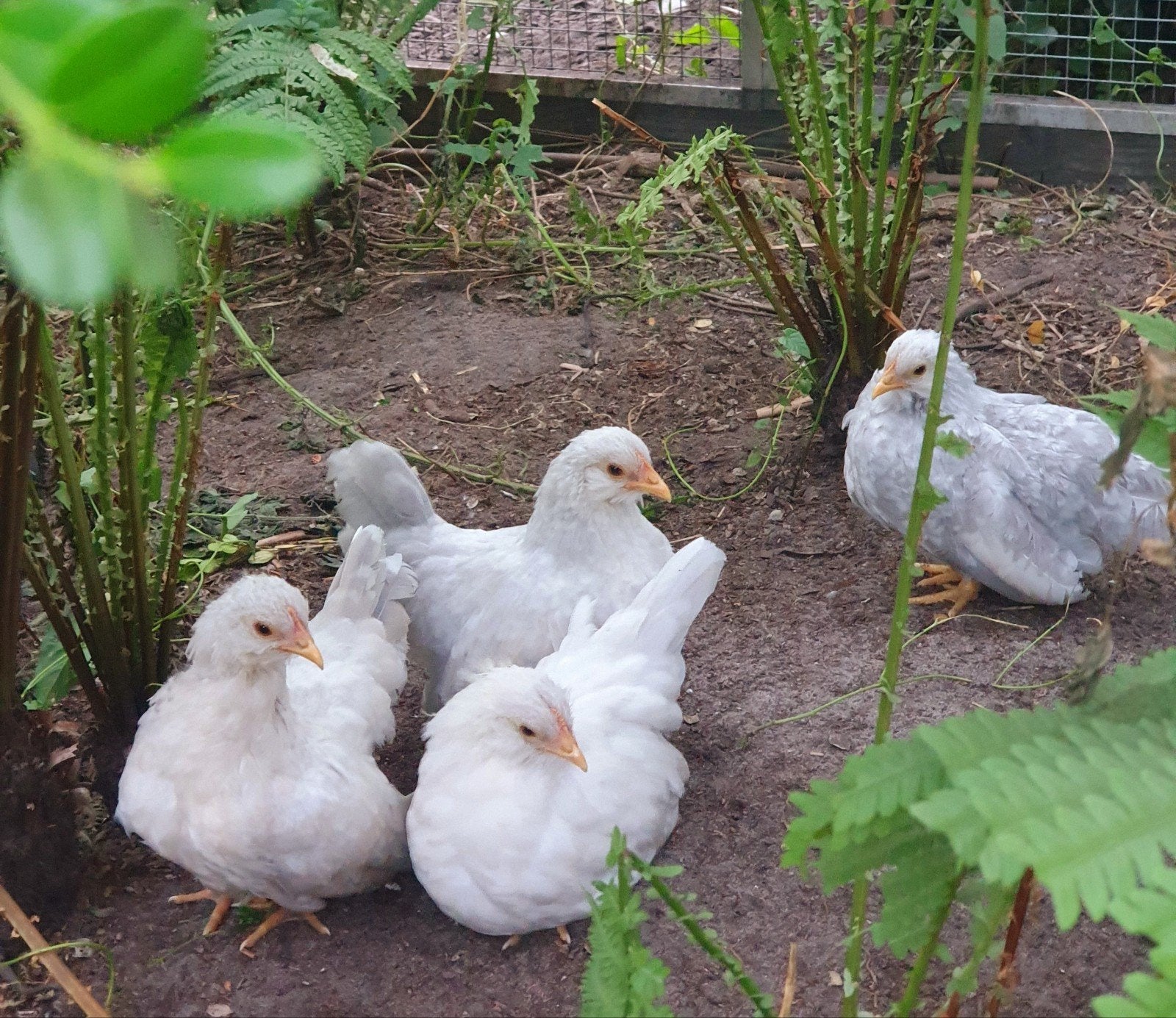4 chabo hennen okina, Dieren en Toebehoren, Pluimvee