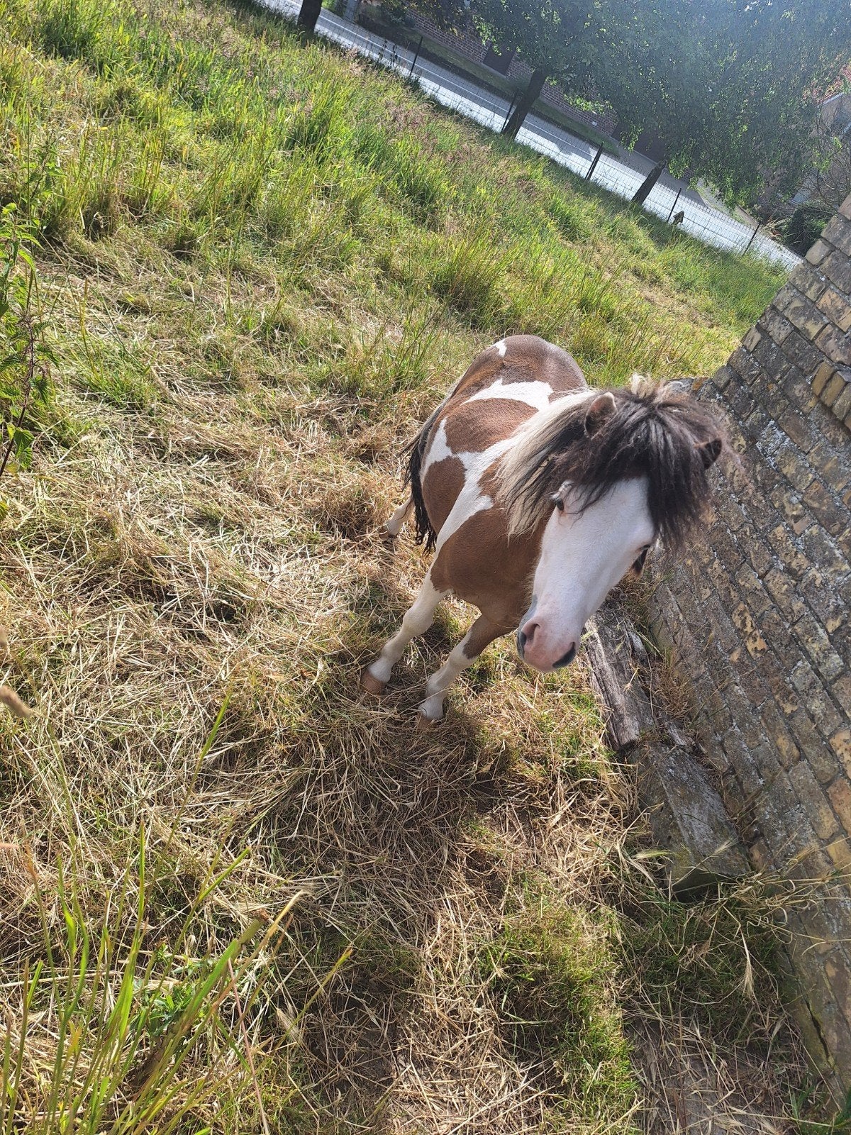 Pony hengstje 1 jaar oud prachtig getekend en van kleur, Dieren en Toebehoren