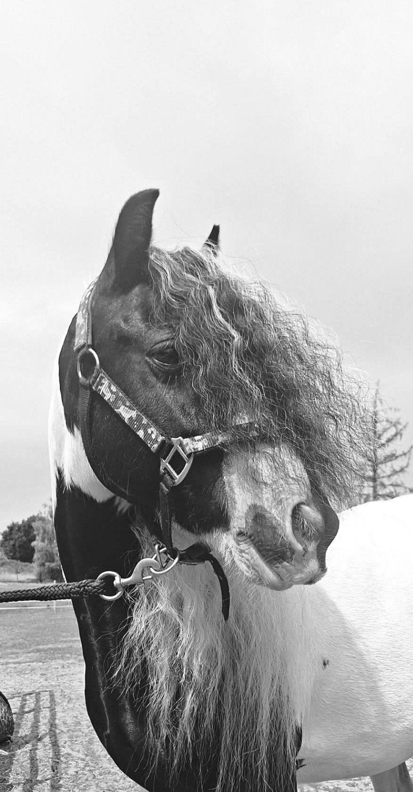 Lilly !!, Dieren en Toebehoren