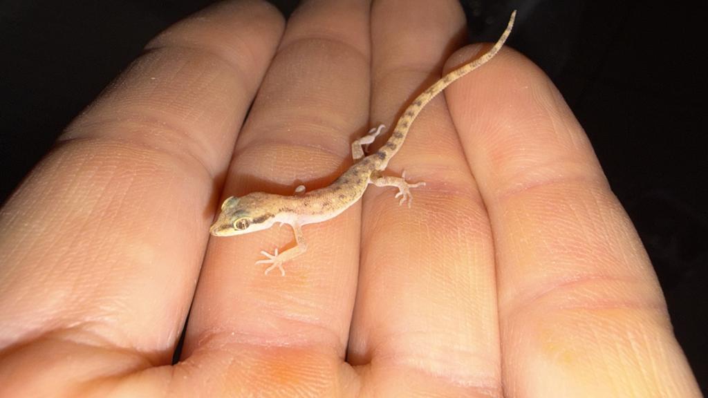 Micro gekkos, Hagedis, 0 tot 2 jaar