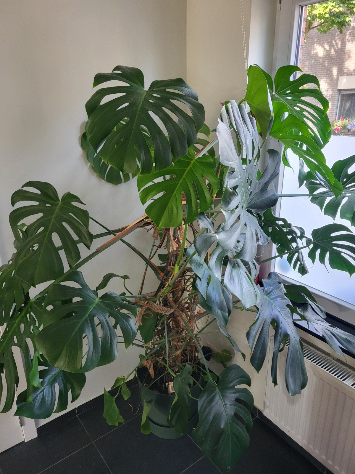 Monstera met mosstok en pot, Huis en Inrichting, Groene kamerplant, Ophalen, Halfschaduw, 150 tot 200 cm