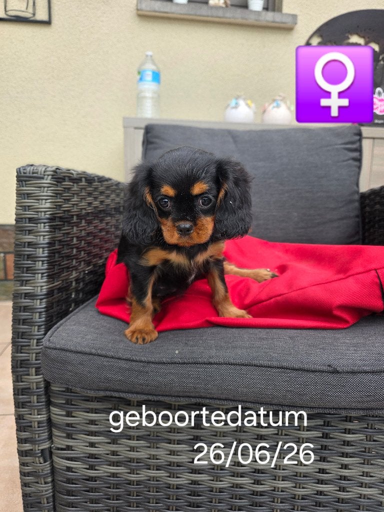 mooie cavalier king charles pups, Dieren en Toebehoren, België, CDV (hondenziekte), 8 tot 15 weken, Meerdere