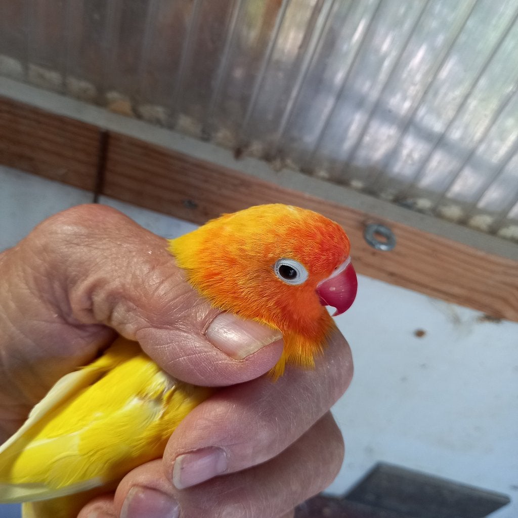 Fischeri, Dieren en Toebehoren, Vogels | Parkieten en Papegaaien, Dwergpapegaai of Agapornis, Geringd