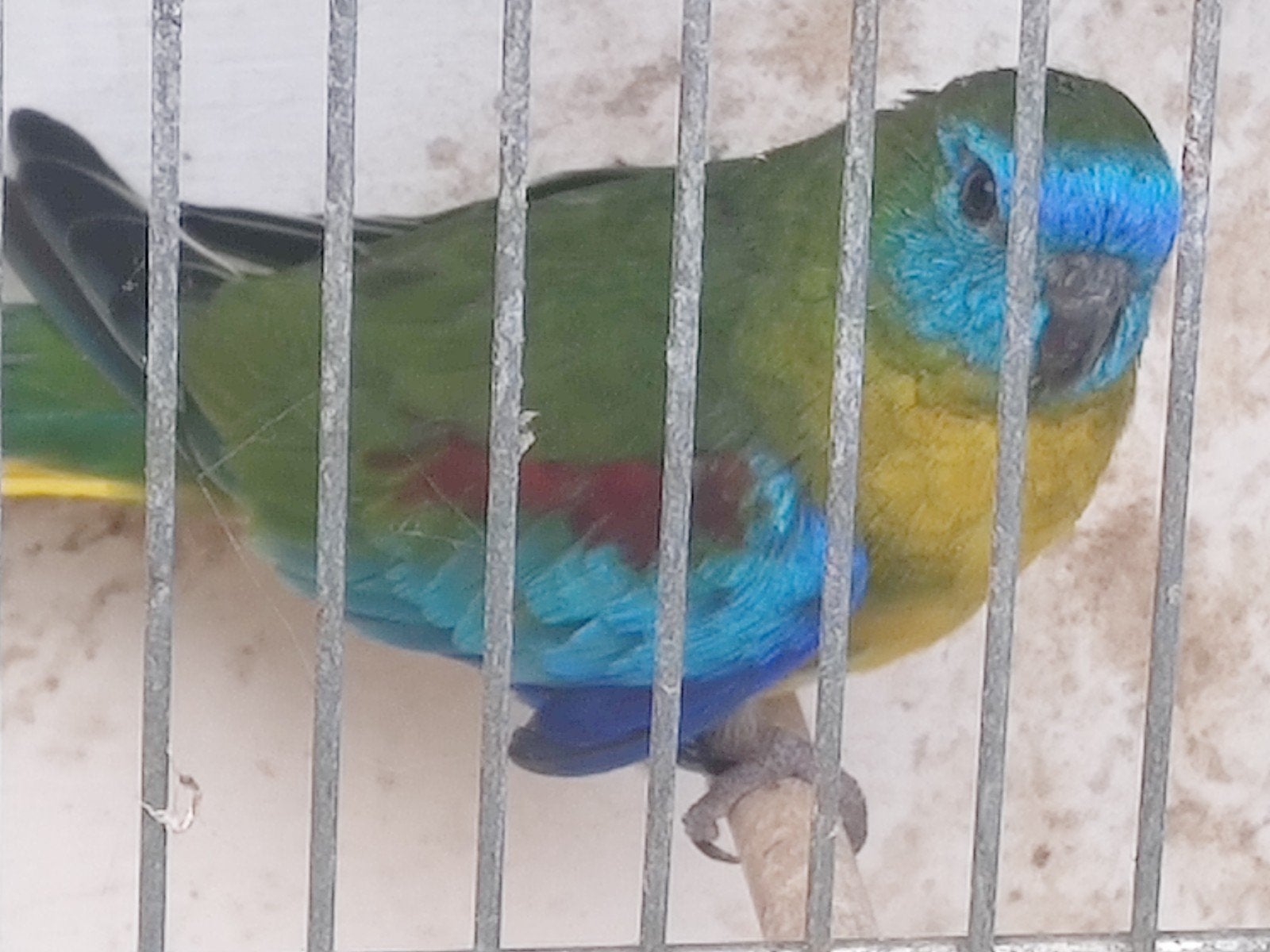 turquoisine parkieten