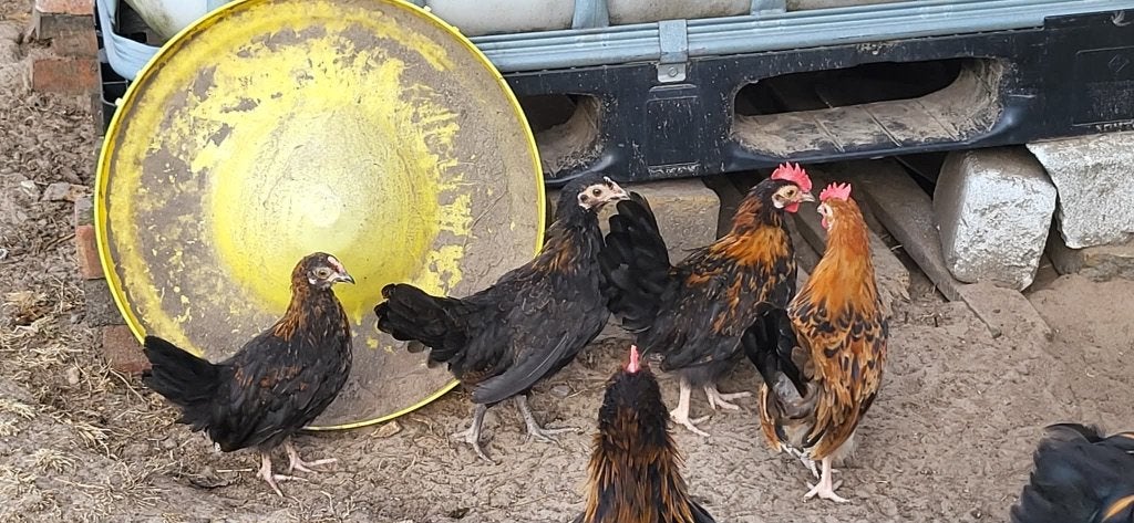 Jonge Engelse krielen, Dieren en Toebehoren, Pluimvee, Vrouwelijk, Kip