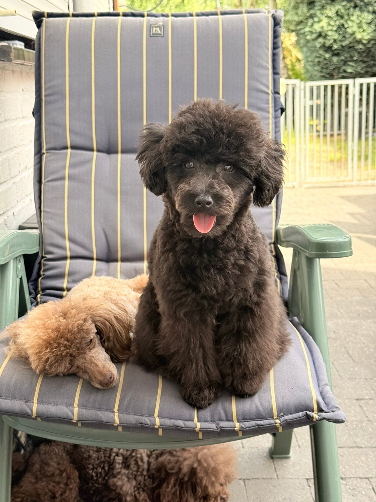 Toypoedel | toy poedel reutje van 8 maanden, 15 semaines à 1 an, Chien (mâle), Caniche, Belgique
