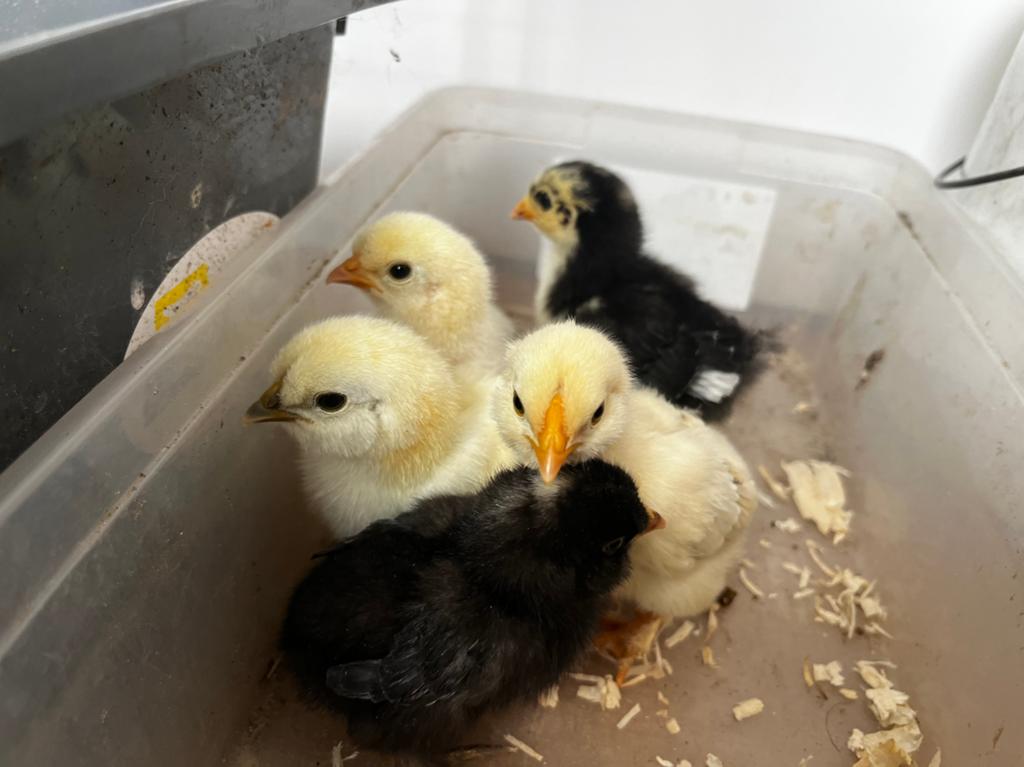 20 kuikens te koop zijdehoen , cochien kriel en chabo, Mai, Sexe inconnu
