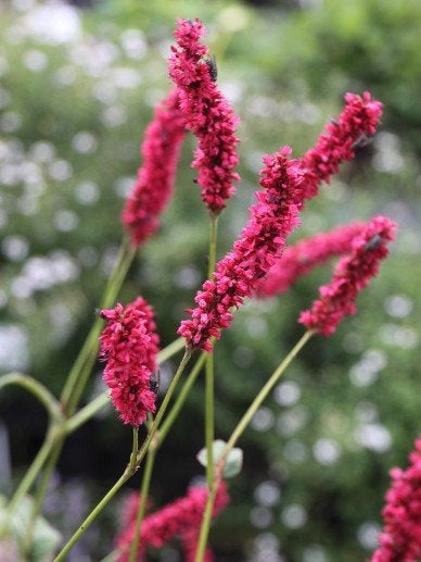 Persicaria Lisette, Tuin en Terras, Ophalen