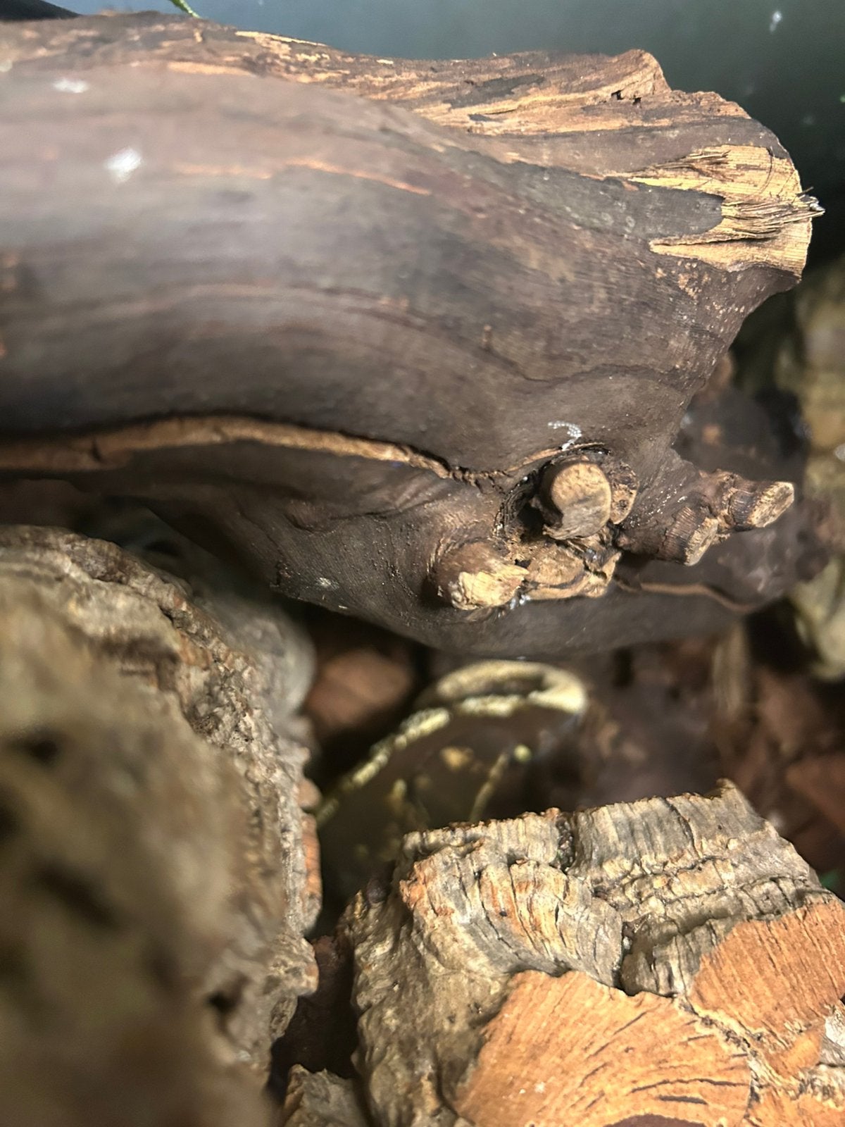 Wimpergekko, Dieren en Toebehoren, Ophalen