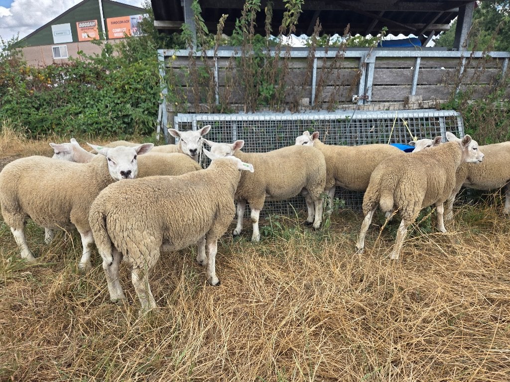 Jonge rammen tekoop, Animaux & Accessoires, Moutons, Chèvres & Cochons, Mâle, Mouton, 0 à 2 ans